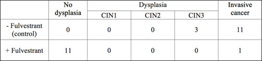 Mice with high grade dysplasia throughout their cervix following six months of estrogen treatment were treated with the anti-estrogen fulvestrant for another month.